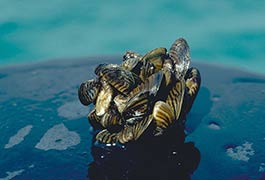 list-zebra-mussel-noaa-flickr.jpg