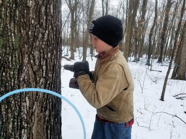 Lowell Stoller drills a tap into a maple tree for sap collection.