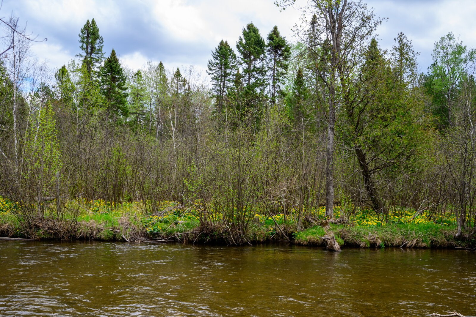 Pickerel Lake