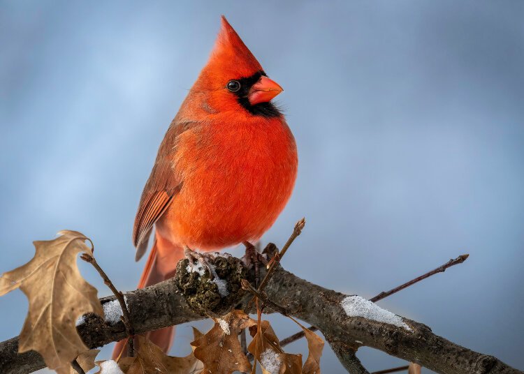 The nothern cardinal.