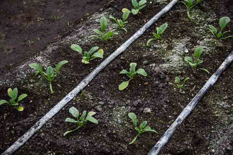 Greens growing at Sprout in Battle Creek.