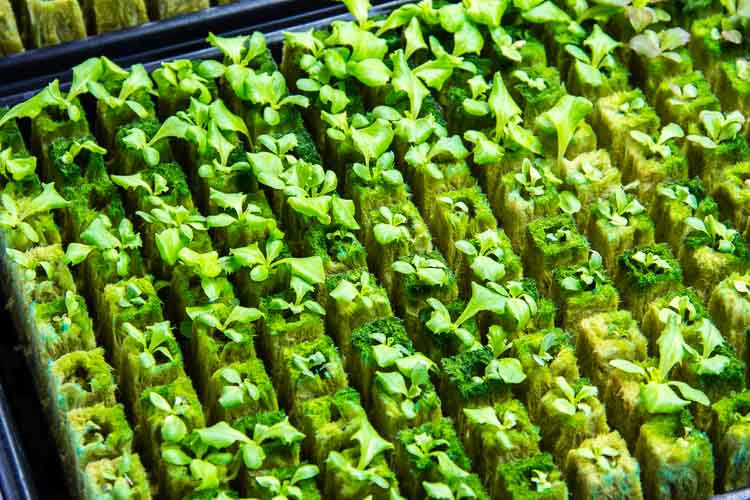 On a cloudy November day, greens are thriving in the ValleyHUB greenhouse.