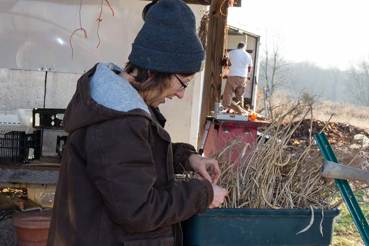 Kelly Vallelunga picks beans from dry plants.