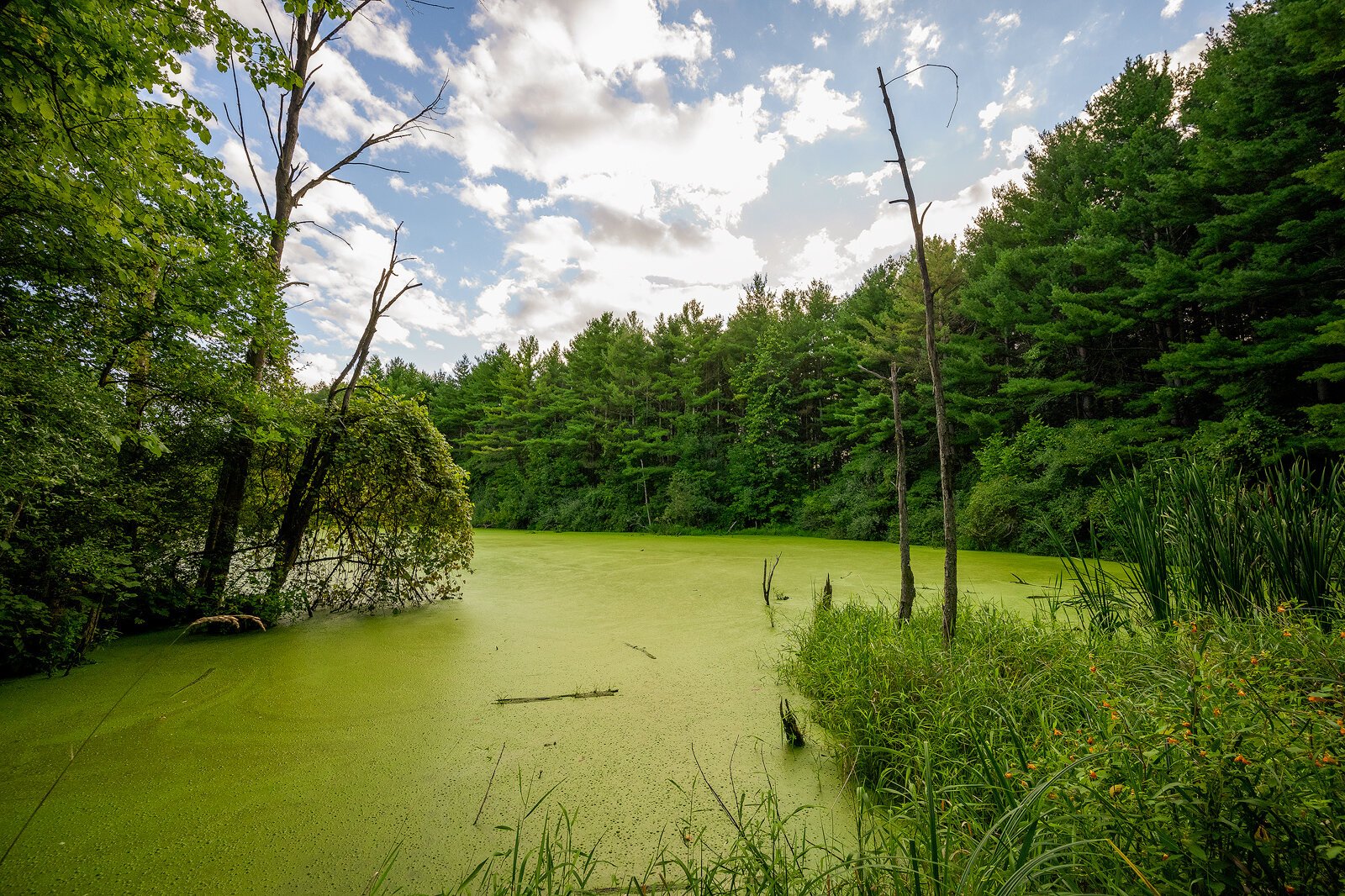 Sutherland Nature Sanctuary, Metamora. Photo by Doug Coombe.