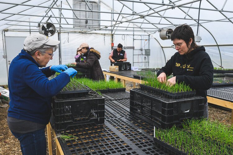 Cat Jardin and Kay Wilson sort plants at The Farm At Trinity Health. 