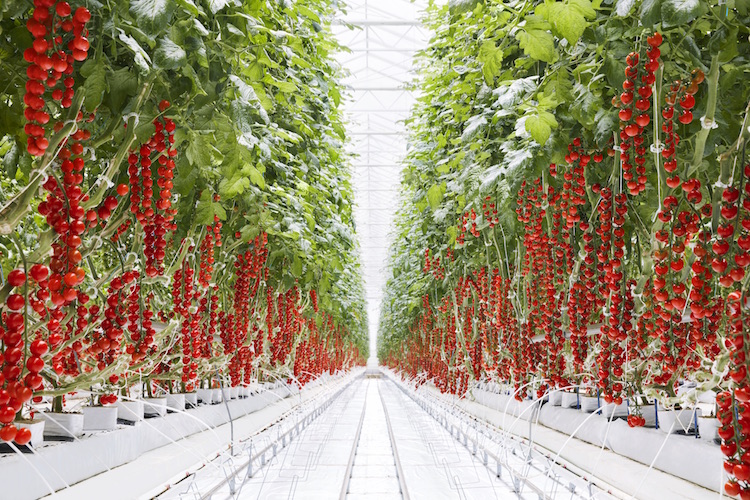 Tomatoes grow at Mastronardi's greenhouse operation in Coldwater.