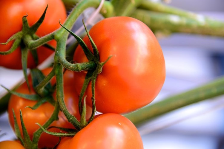 Fresh, vine-ripened Michigan-grown tomatoes year-round are available even in the middle of winter, thanks to Mastronardi Produce’s state-of-the-art hydroponic greenhouse in Coldwater Mich.