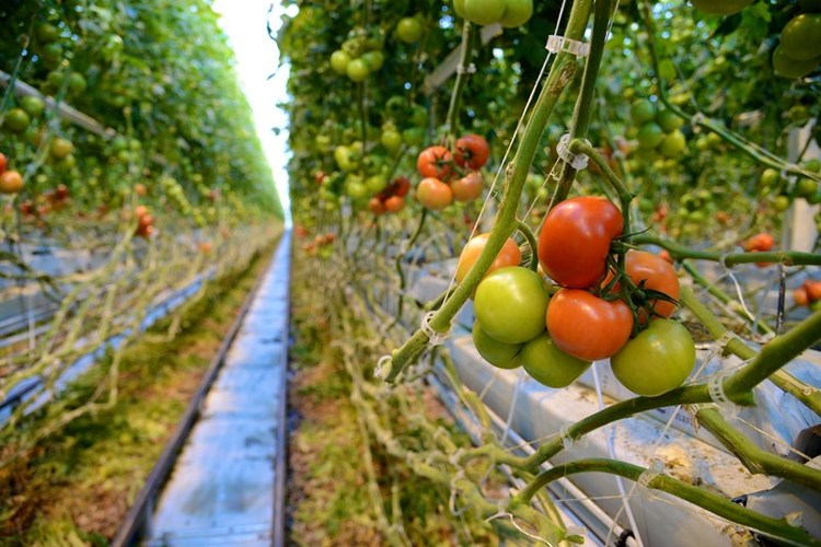 Mastronardi Produce employees hand pick tomatoes on the vine from the Coldwater, Mich. greenhouse that Meijer customers can pick up from the produce department the next day.