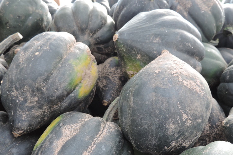 Squashes on display from the U.P. Food Exchange