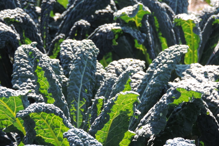 Kale from the U.P. Food Exchange