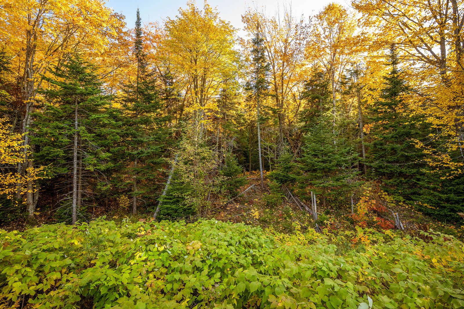 West Keweenaw Deer Wintering Complex. Photo by Doug Coombe.