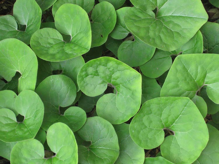 Wild ginger. Photo credit: Cranbrook Science via Flickr.