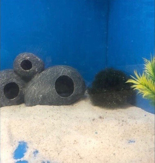 Aquarium: Moss balls are often placed in aquariums to generate oxygen and remove nitrates from tanks.