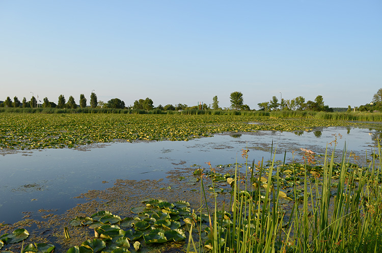 White Lake